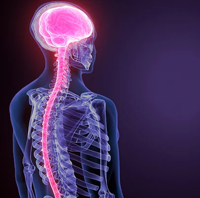 Brain And Spinal Cord Injuries Image