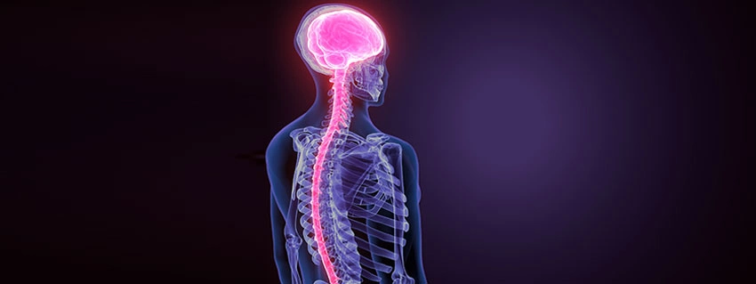 Brain And Spinal Cord Injuries Image